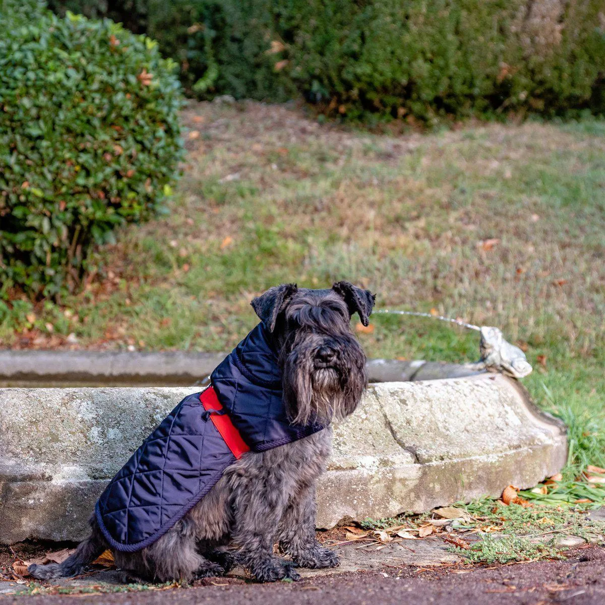 Dog Raincoat Blue And Red Quilt