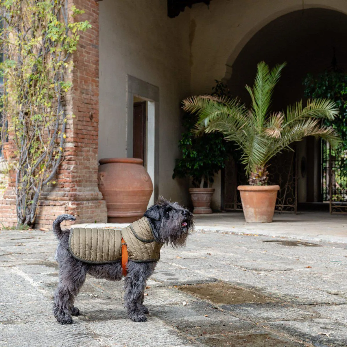 Dog Raincoat Green And Orange Quilt