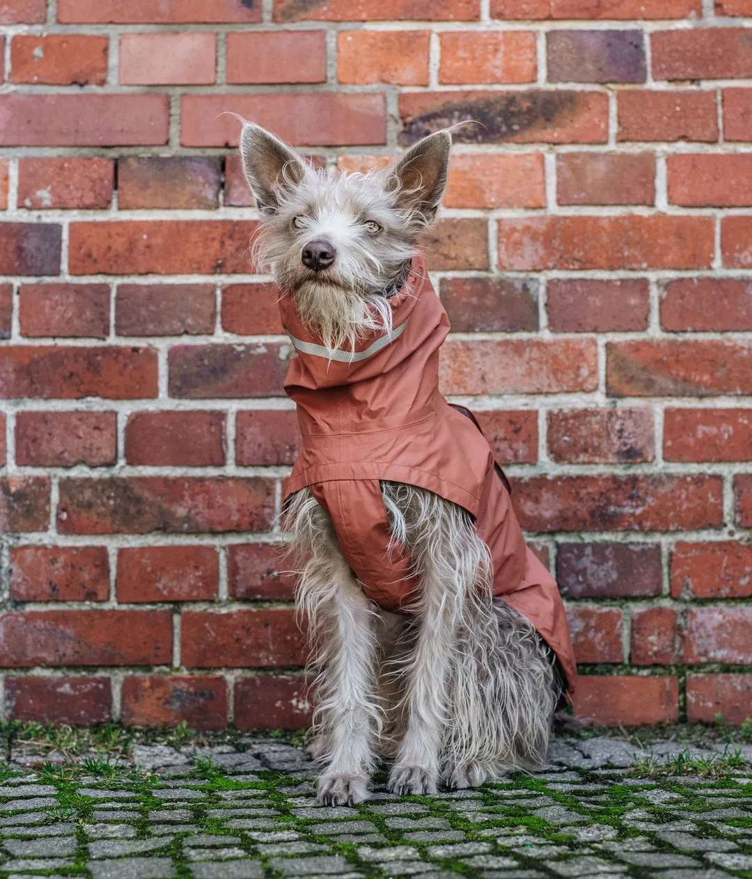 Dog Raincoat Hamburg